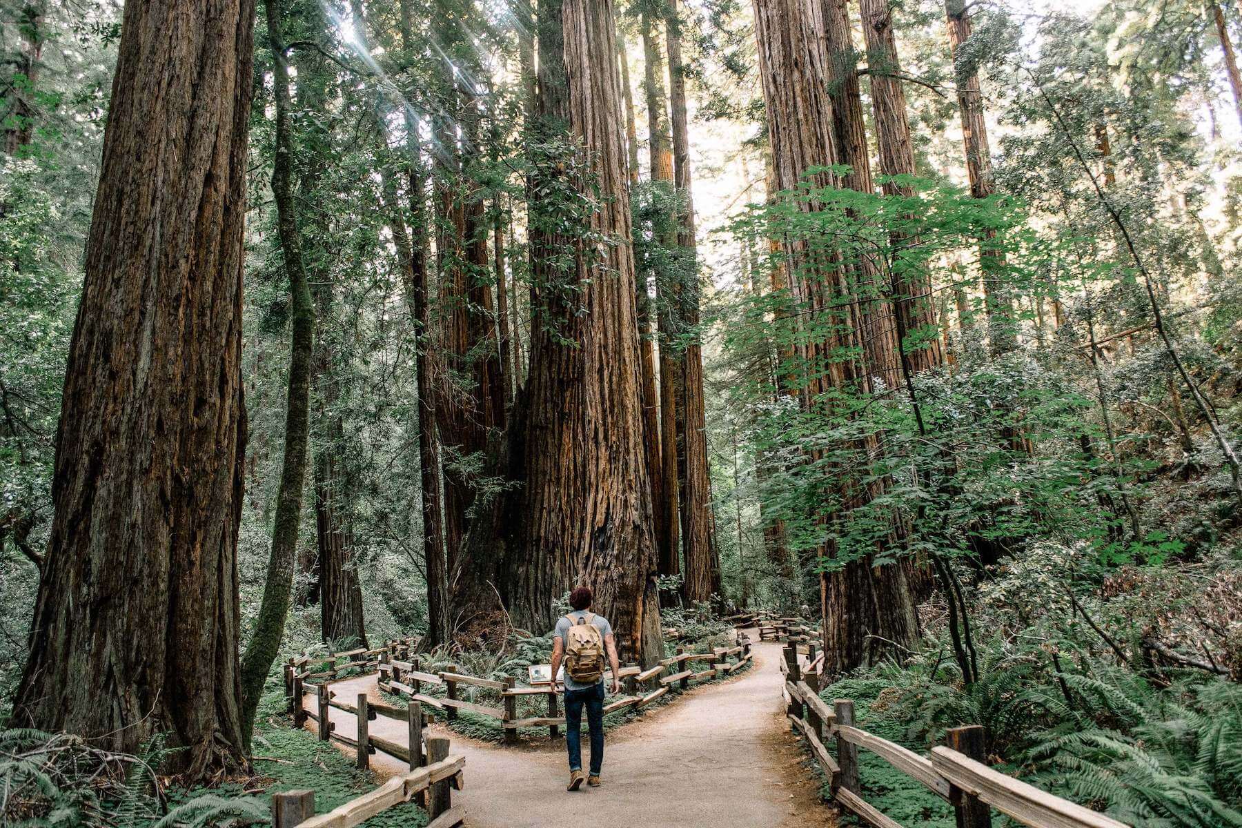 Secuoyas gigantes de Muir Woods en nuestro tour desde San Francisco